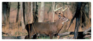 DNSEMP-L-302 White Tail Crusing